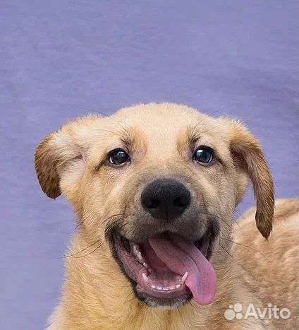 Сашка ищет дом вместо приюта