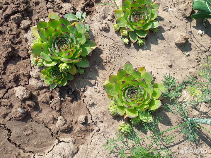 Суккуленты Каменная роза