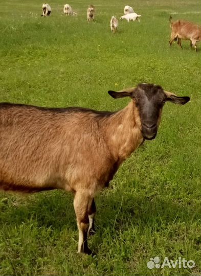 Продам коз