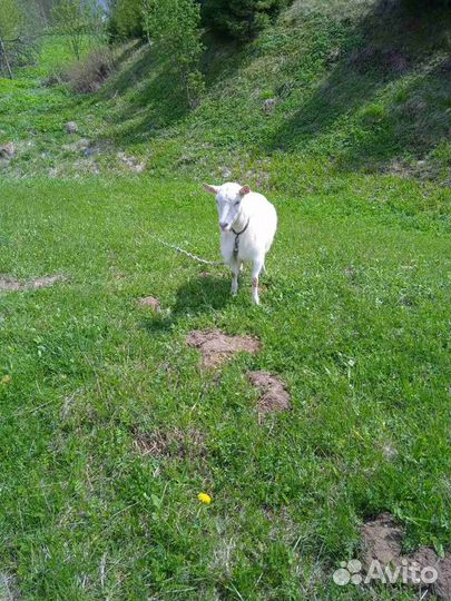 Зааненские козы