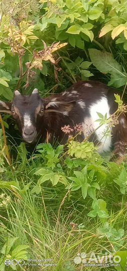 Вязка,молодой козёл, на мясо, козы молоко,козлята