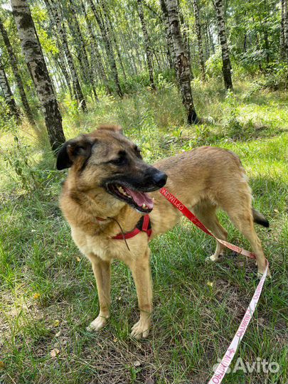 Бельгийская овчарка