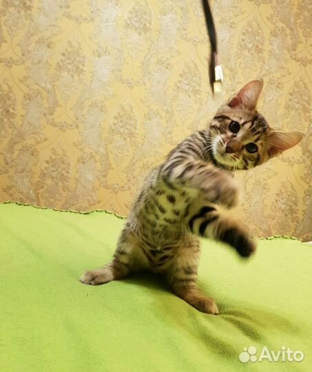 Бенгальские котята