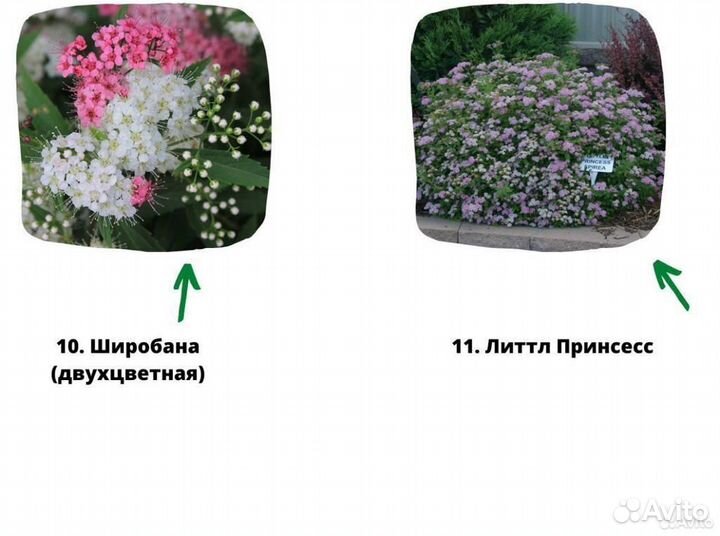 Саженцы спиреи