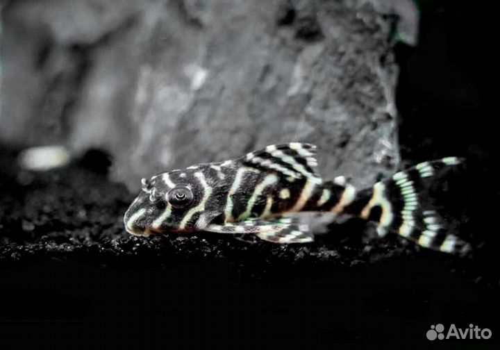 Анциструс L 144 Snow White, снежок