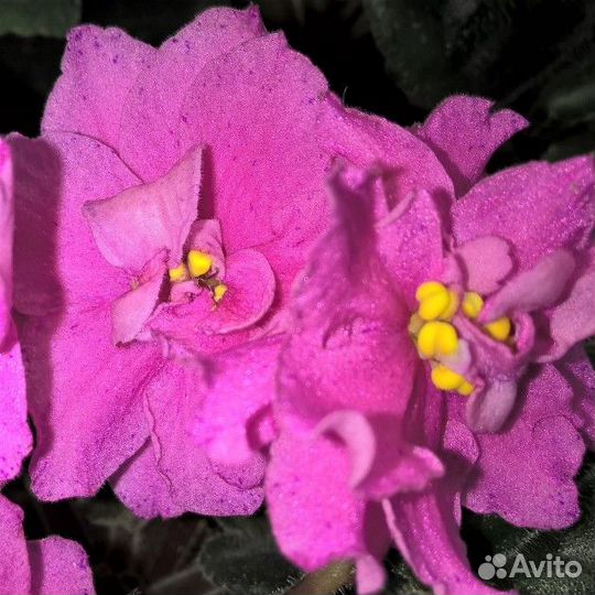 Фиалка ек-Волшебница весна