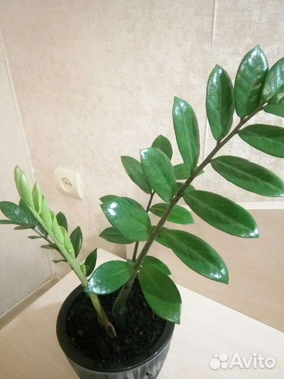 Замиокулькас