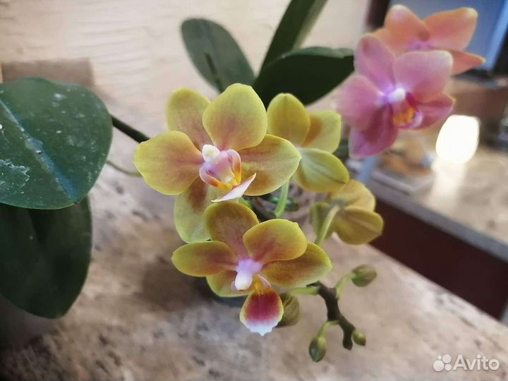 Орхидея фаленопсис сортовая