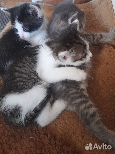 Котята в добрые руки
