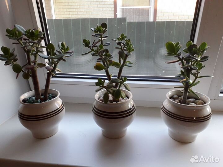 Бонсай из крассулы Денежное дерево