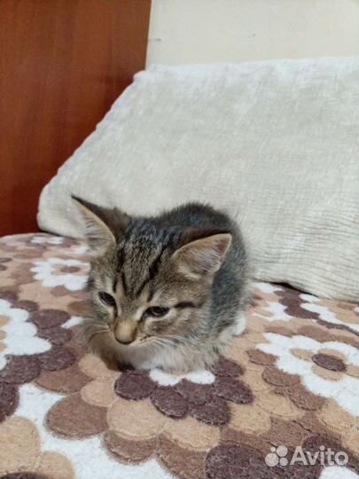 Котёнок мальчик