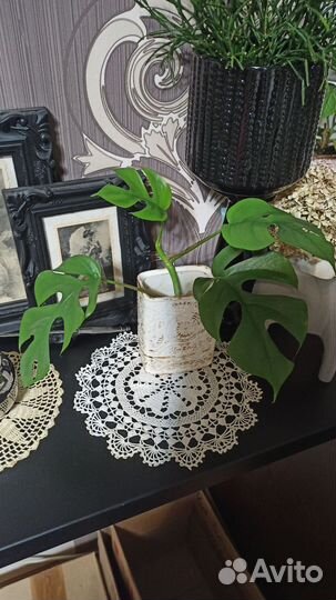 Монстера Минима или Рафидофора тетрасперма, Арека