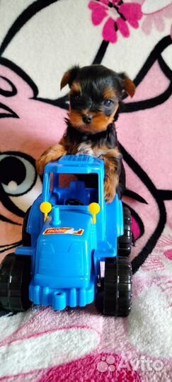 Мини мальчик йоркширского терьера