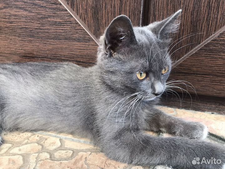 Отдам в добрые руки котенка