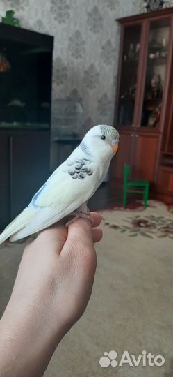 Молоденькие попугайчики