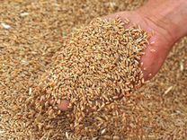 Пшеница в мешках