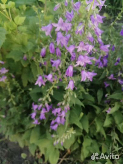 Колокольчики