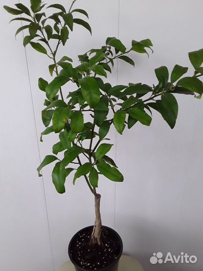 Кумкват сорт Маргарита