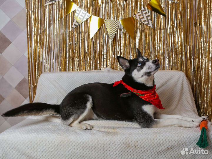 Эсми хаски из приюта