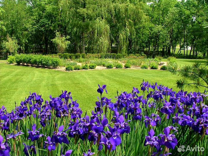 Ирис сибирский