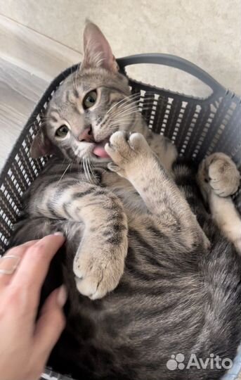 Бенгальский кот вязка