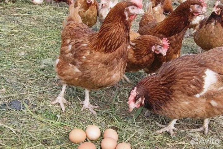 Куры несушки Коричневые