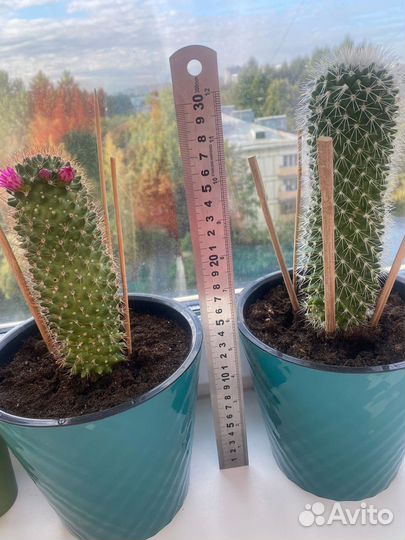 Кактус в горшке