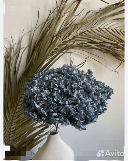 Гортензия стабилизированная