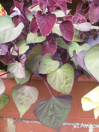 Ипомея батат