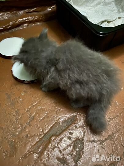 Отдам котенка