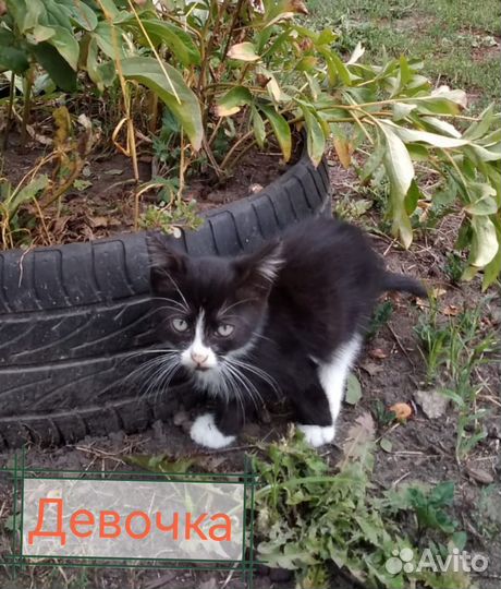 Котята в добрые руки бесплатно