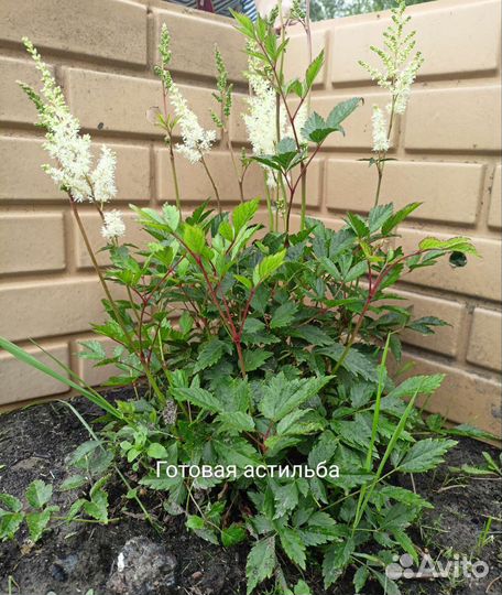 Астильба белая