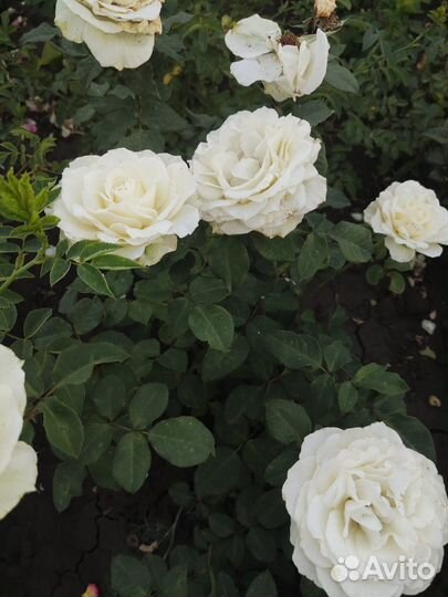 Роза Белый Медведь (окс)