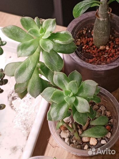 Крестовник, хойя Публикалис, Пеперомия простата