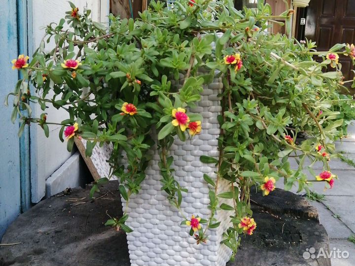 Портулак вегетативный. Махровый ампельный