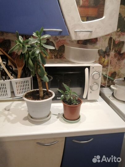 Комнатные цветы