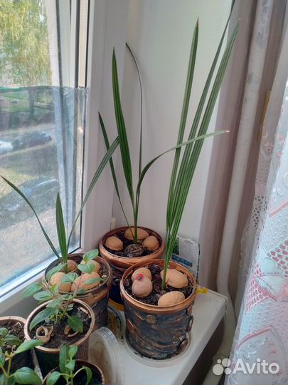 Финиковая пальма