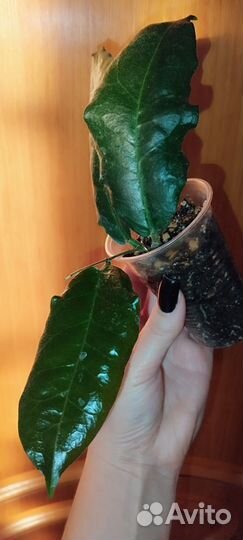 Хойи
