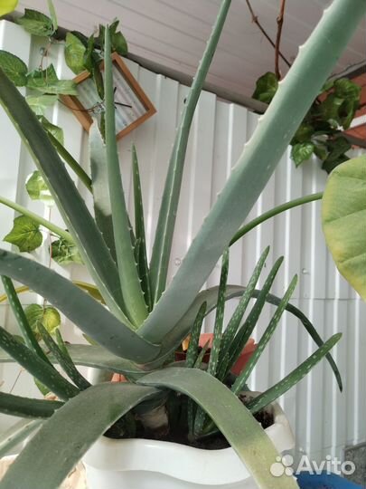 Алоэ лечебный