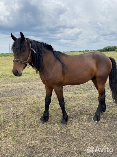 Лошади жеребец