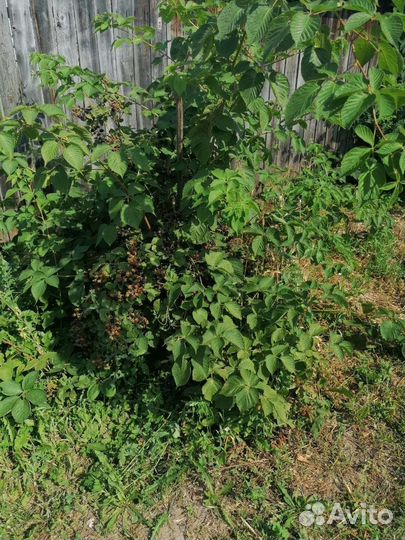 Саженцы ежевики