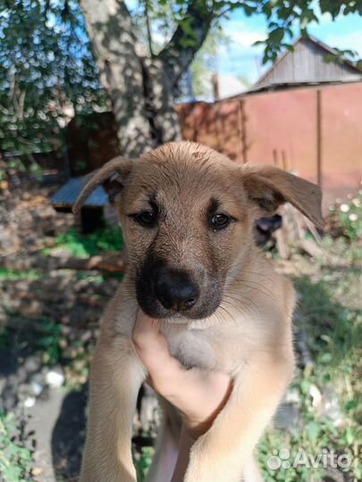 Русская деревенская