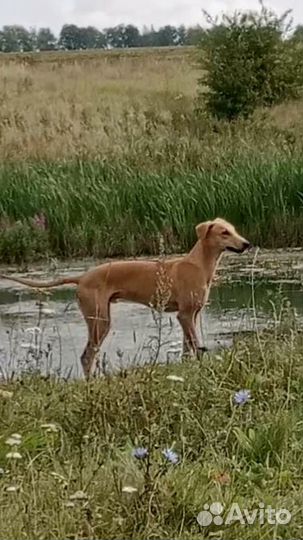 Щенки уиппета