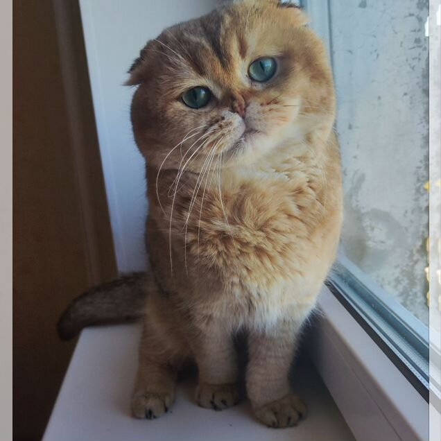 Шотландский вислоухий короткошёрстный, взрослый кот
