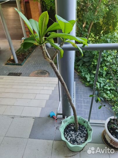 Комнатное растение