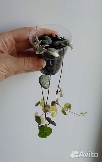 Комнатные цветы.Хойя, церопегия, каланхоэ