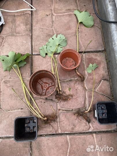 Сангвинария