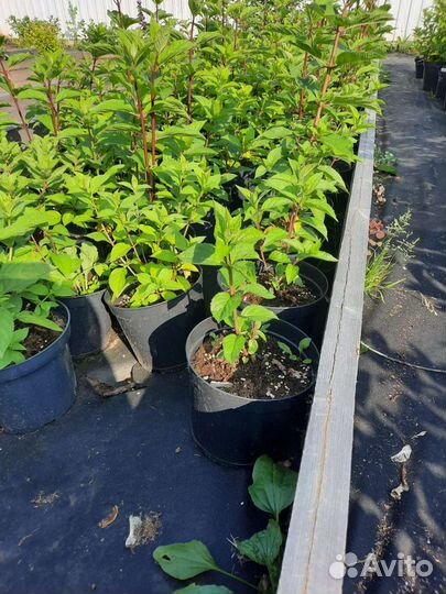 Гортензия саженцы