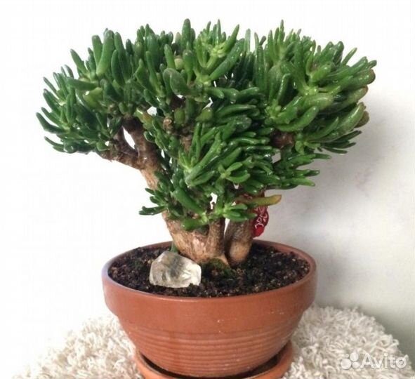 Крассула Хоббит