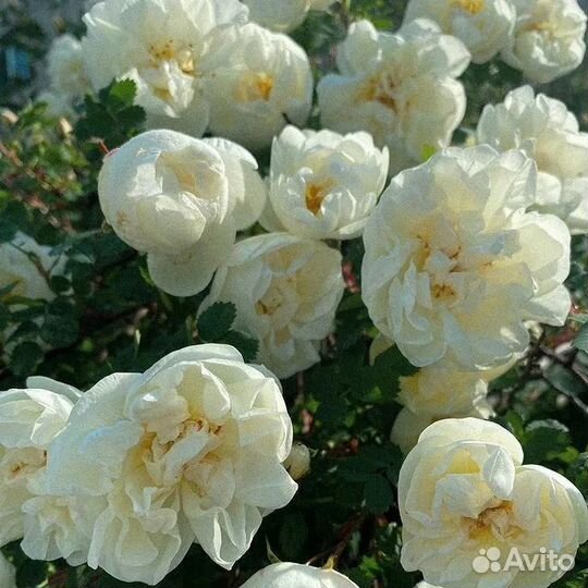 Роза шиповниковая